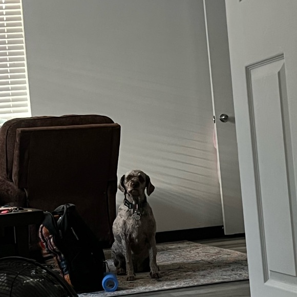 Dress - Picture 4 of 4